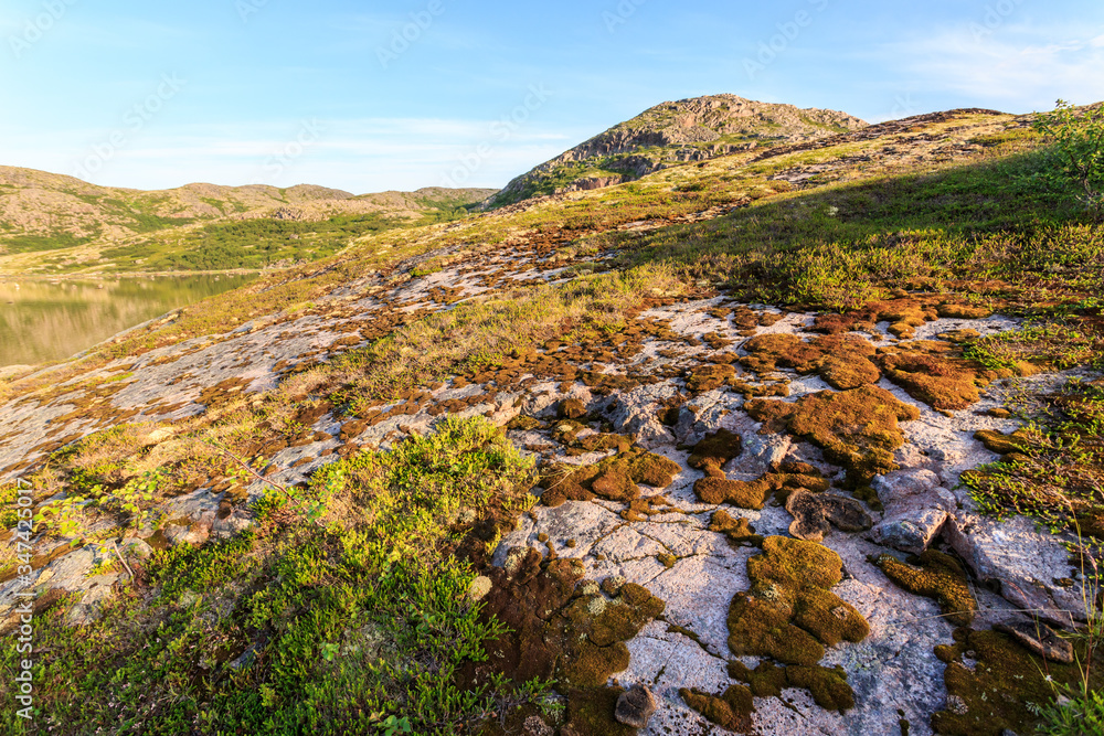 Tundra in the northern polar summer. Beautiful coastline of Barents sea, Arctic ocean, Kola Peninsula, Russia