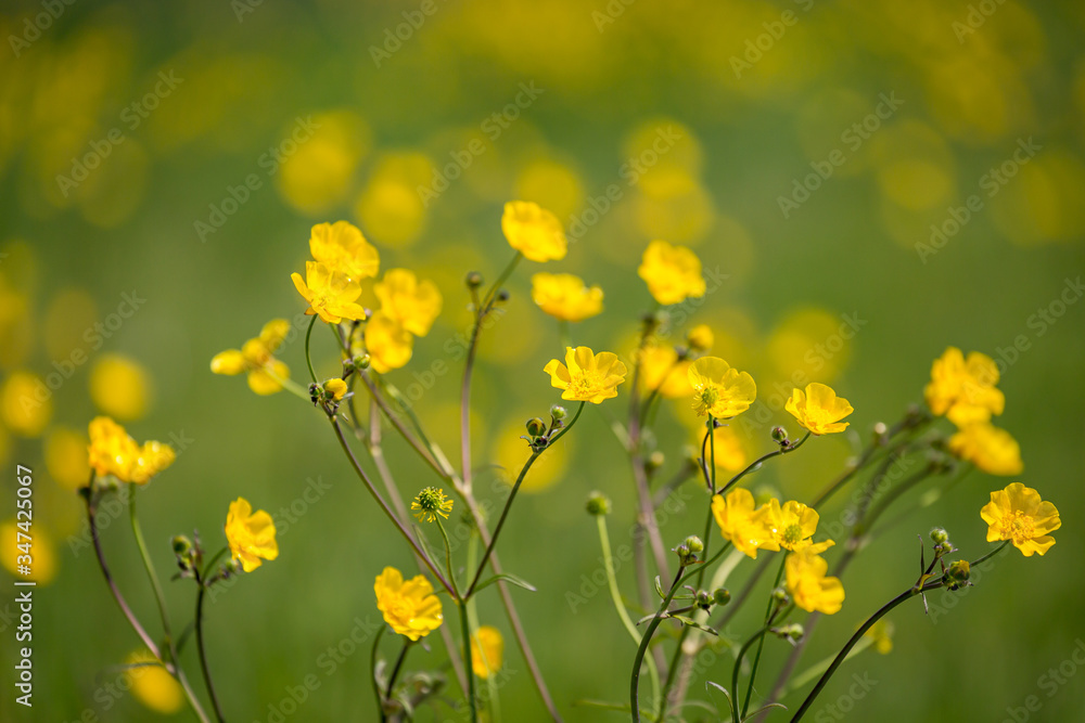 Bright yellow buttercups in the spring sunshine Bright yellow buttercups in the spring sunshine