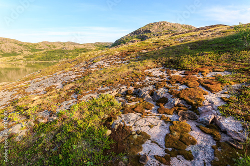 Tundra in the northern polar summer. Beautiful coastline of Barents sea, Arctic ocean, Kola Peninsula, Russia