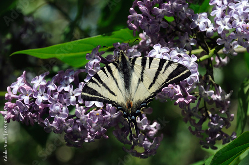 butterfly podalirium of the sailing family on a flowering inflorescence of lilac