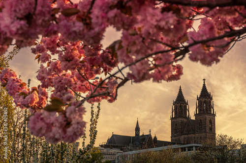 Blick auf den Magdeburger Dom im Frühling durch einen Rahmen aus Kirschblüten