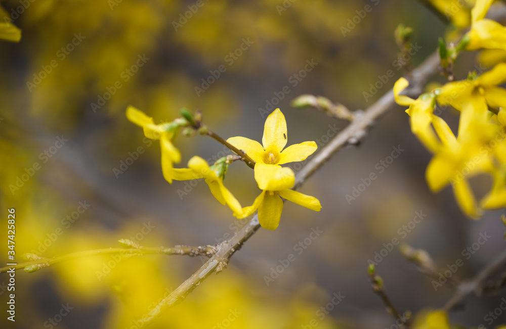 Blooming Forsythia in early spring. Golden bells. Background. Blooming Forsythia in early spring. Golden bells. Background.