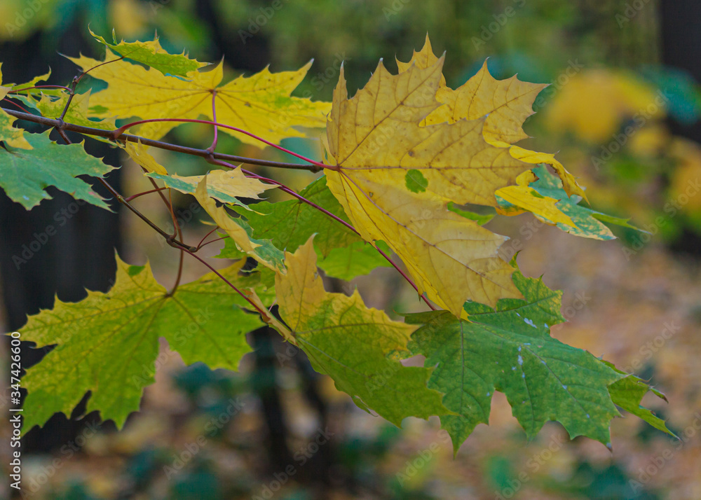 A maple tree with yellow leaves against a blue sky. Autumn warm day in the forest. A maple tree with yellow leaves against a blue sky. Autumn warm day in the forest.