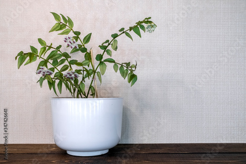 Home decoration. Green home plant on white background. Home garden. Flower care. Stylish home decor. Living room interior