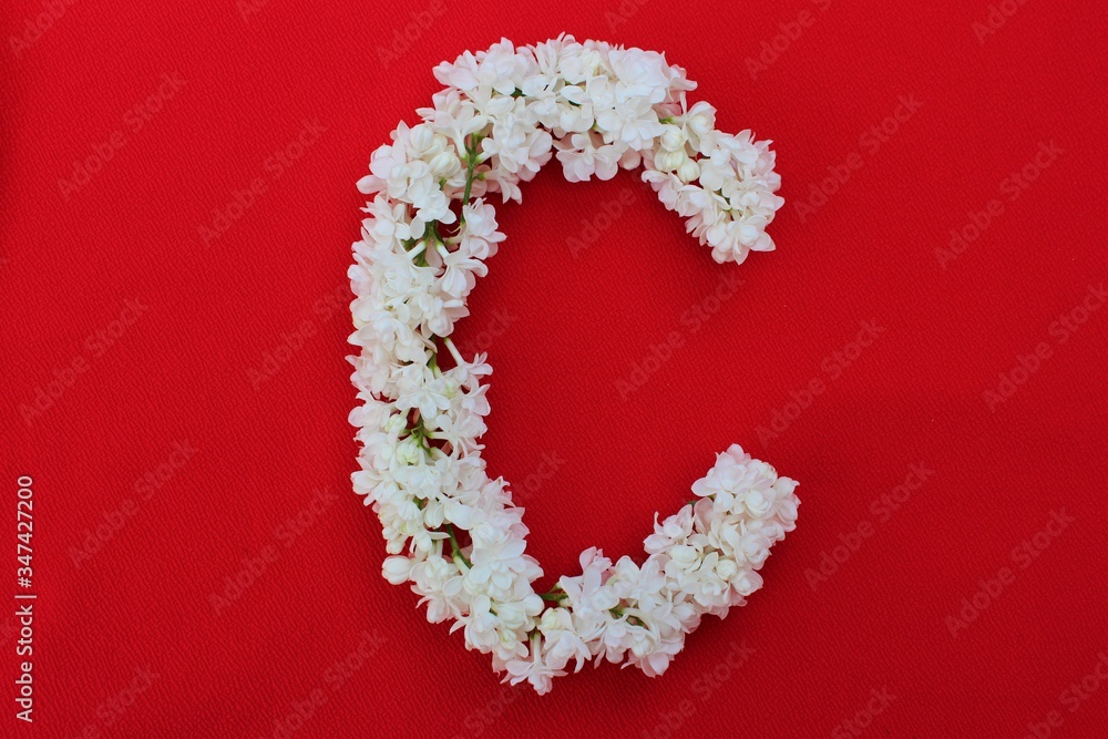 Letter C made from flowers of white lilac on a red background. Flowers composition. Flat lay. Letter C made of white flowers. Spring concept. Floral letters of the alphabet for design and decorati