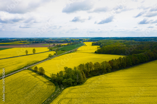 Top aerial view of flowering yellow rapeseed field. Beautiful outdoor countryside scenery from drone view. Many blooming plants. Spring theme background.