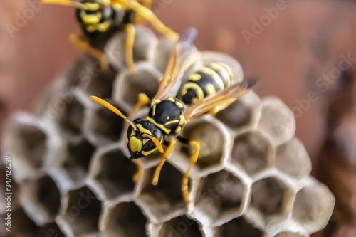 Fényképezés wasp sitting on top of wasp nest close up