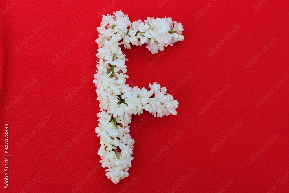 Letter F made from flowers of white lilac on a red background. Flowers composition. Flat lay. Letter F made of white flowers. Spring concept. Floral letters of the alphabet for design and decorati