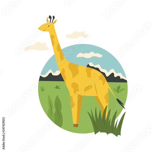 Giraffe walking in a National park in Kenya