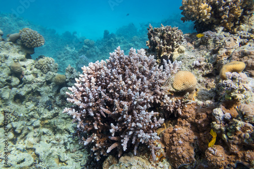 Colorful coral reef at the bottom of tropical sea, hard corals, underwater landscape