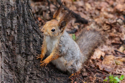 squirrel in the park © Natalya