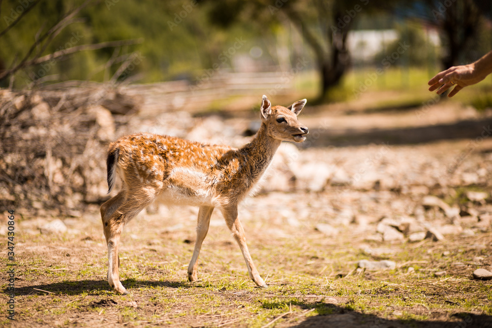 Cute spotted fallow deer is ruminant mammal belonging to the family Cervidae. Cute spotted fallow deer is ruminant mammal belonging to the family Cervidae.
