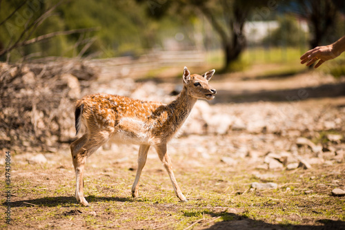 Cute spotted fallow deer is ruminant mammal belonging to the family Cervidae.