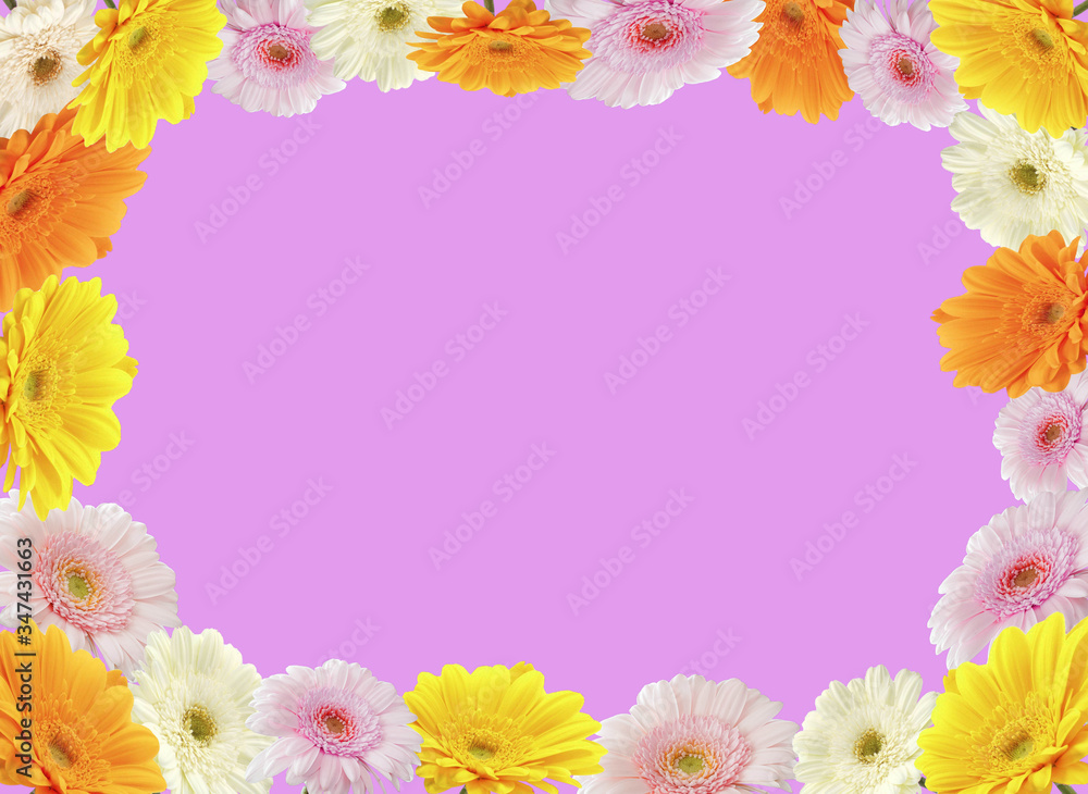 Colorful Chrysanthemum flower Colorful Chrysanthemum flower
