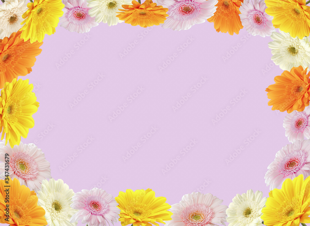 Colorful Chrysanthemum flower Colorful Chrysanthemum flower