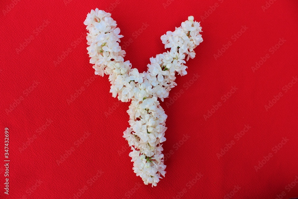 Letter Y made from flowers of white lilac on a red background. Flowers composition. Flat lay. Letter Y made of white flowers. Spring concept. Floral letters of the alphabet for design and decorati