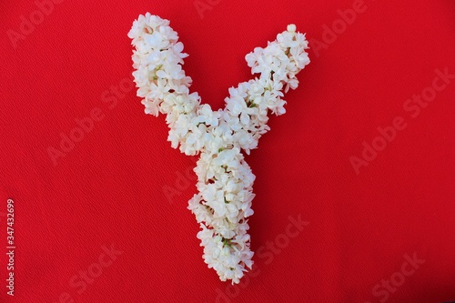 Obraz na płótnie Letter Y made from flowers of white lilac on a red background. Flowers composition. Flat lay. Letter Y made of white flowers. Spring concept. Floral letters of the alphabet for design and decorati w salonie