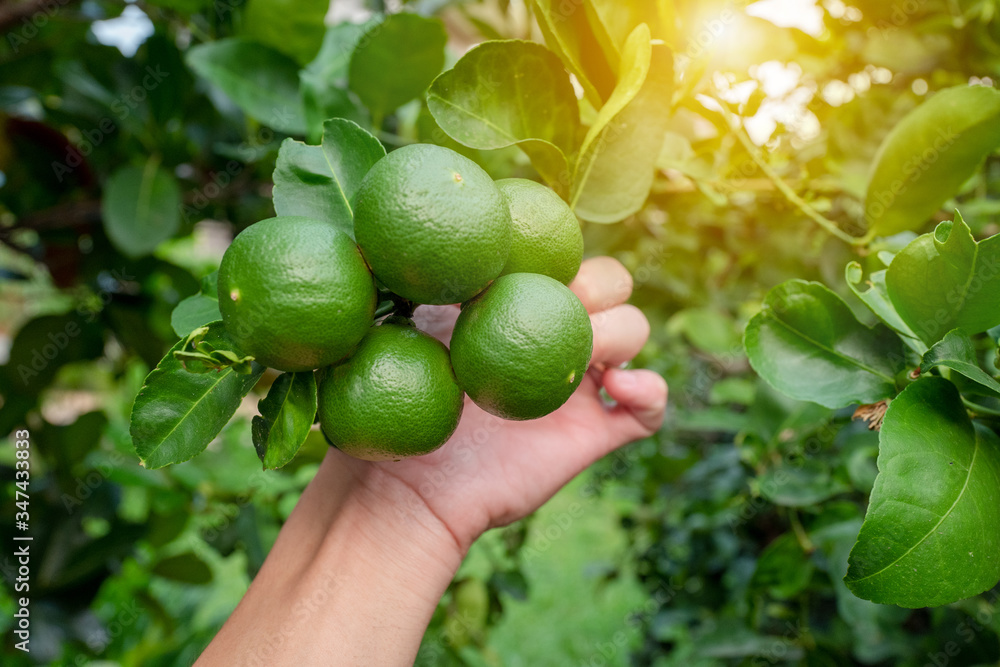 Hand picking fresh ripe limes on tree branches with warm sunlight background. Hand picking fresh ripe limes on tree branches with warm sunlight background.