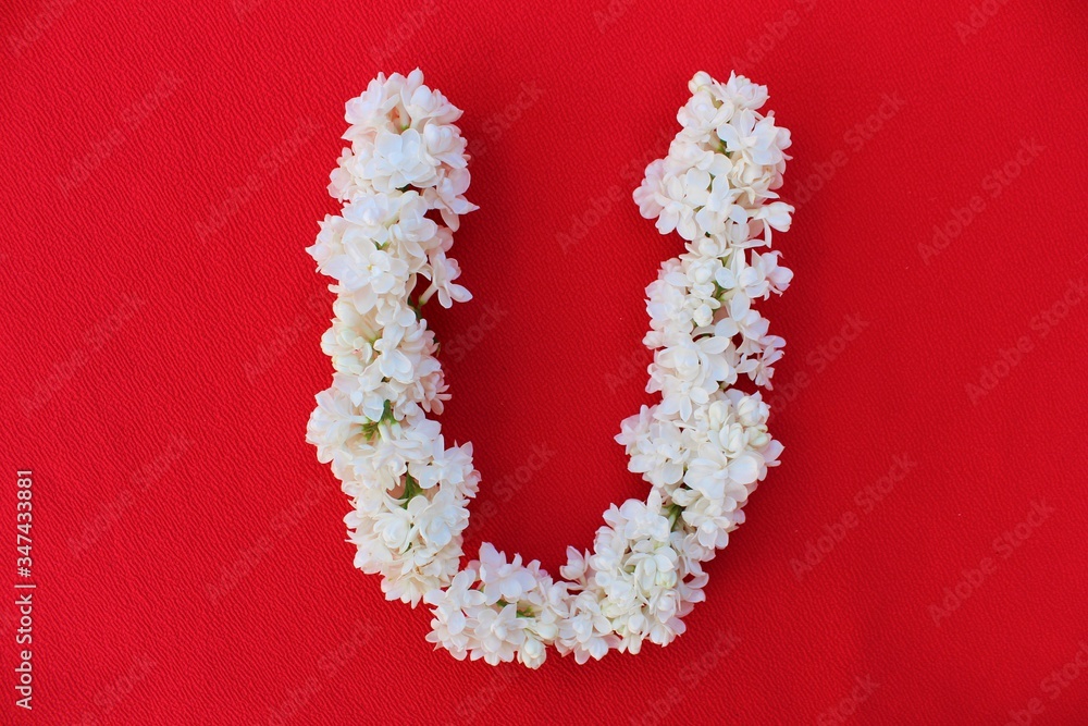 Letter U made from flowers of white lilac on a red background. Flowers composition. Flat lay. Letter U made of white flowers. Spring concept. Floral letters of the alphabet for design and decorati