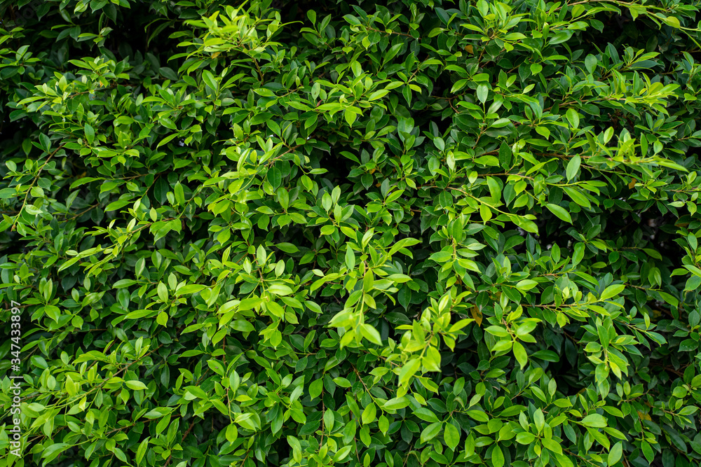 green leaves background green leaves background