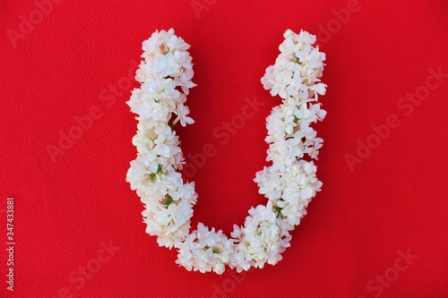Obraz na płótnie Letter U made from flowers of white lilac on a red background. Flowers composition. Flat lay. Letter U made of white flowers. Spring concept. Floral letters of the alphabet for design and decorati w salonie