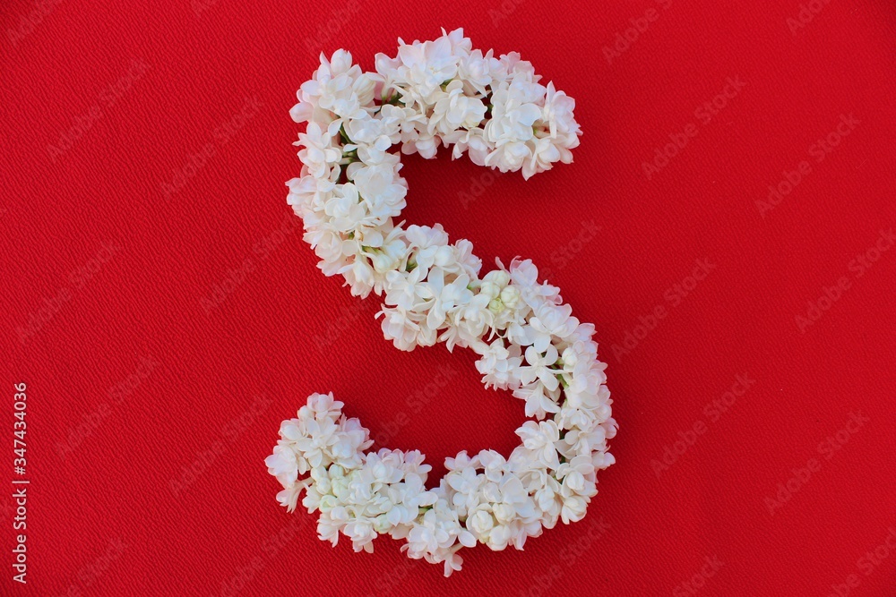 Letter S made from flowers of white lilac on a red background. Flowers composition. Flat lay. Letter S made of white flowers. Spring concept. Floral letters of the alphabet for design and decorati