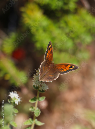 Butterfly with orange color wings pollinating red and yellow flower. Blur, bokeh green background, vertical portrait.