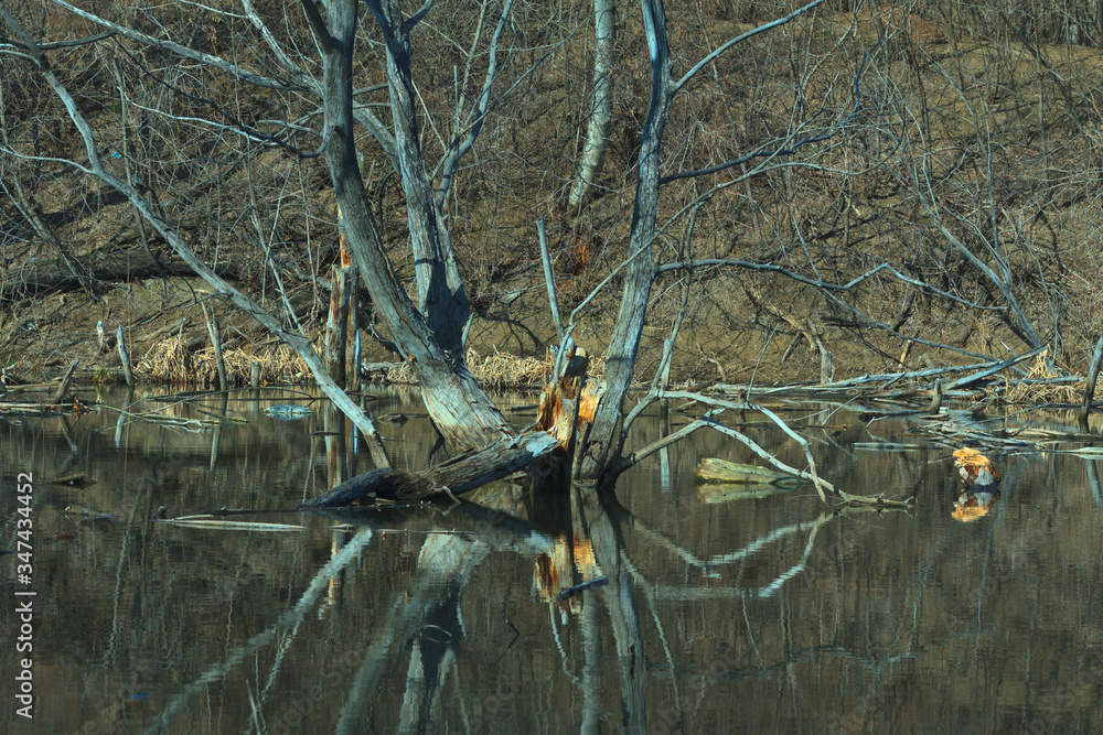 flooded dry trees, high water in the spring flooded dry trees, high water in the spring