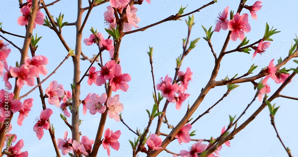 Pink peach blossoms in the spring garden.peach blossoms swaying in the wind. Pink peach blossoms in the spring garden.peach blossoms swaying in the wind.