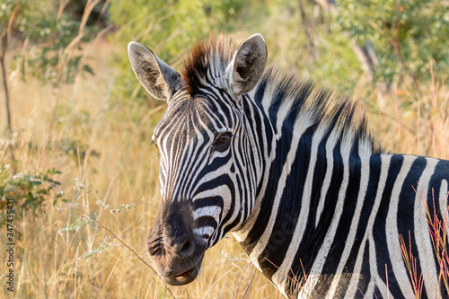 Portrait of a zebra standing in the veld in Welgevonden private game reserve  South Africa