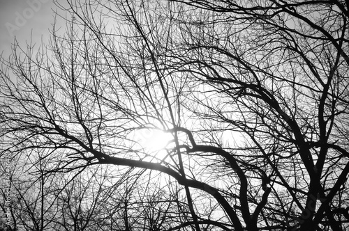 Silhouette of a tree without leaves