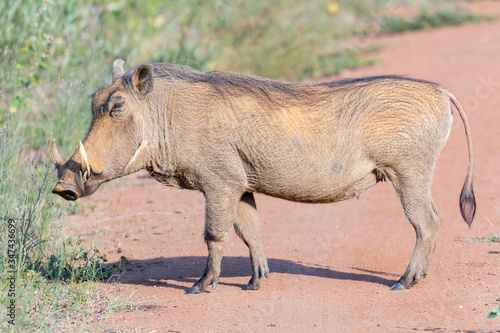 A hairy warthog walking across a sandy road in Welgevonden private game reserve, South Africa