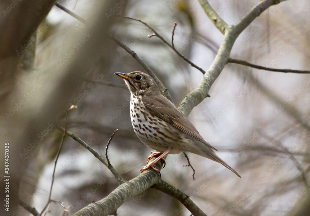 Song thrush (Turdus philomelos) on the branch of tree Song thrush (Turdus philomelos) on the branch of tree