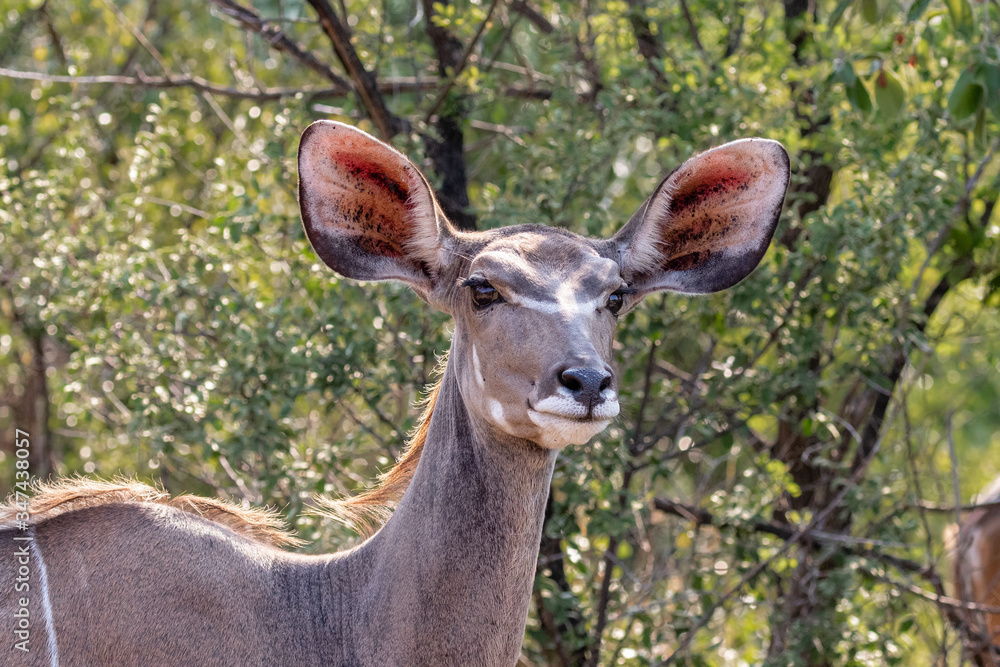 Portrait of an alert kudu cow with big ears and a bush background in Welgevonden private game reserve, South Africa Portrait of an alert kudu cow with big ears and a bush background in Welgevonden private game reserve, South Africa