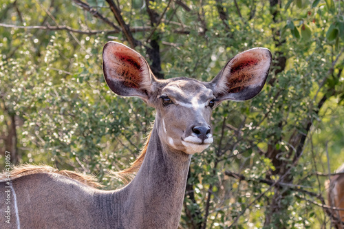 Фотография Portrait of an alert kudu cow with big ears and a bush background in Welgevonden