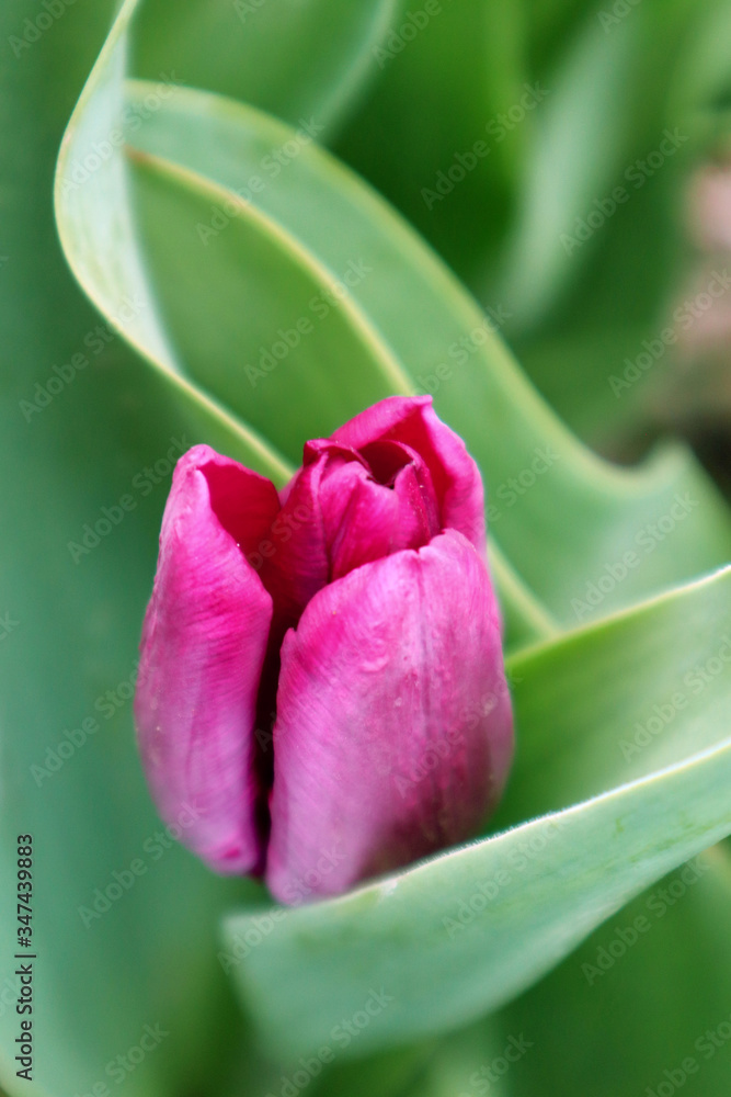 Purple tulip flower in the garden Purple tulip flower in the garden