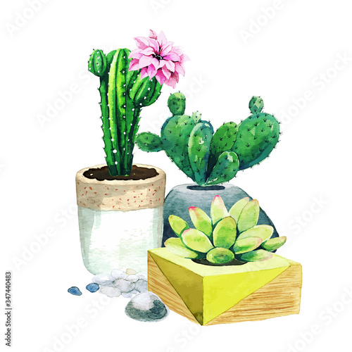 Composition of potted cactus plants and succulents