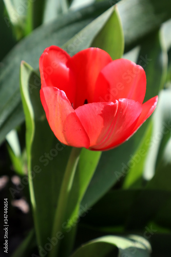 Red tulip flowers in the garden
