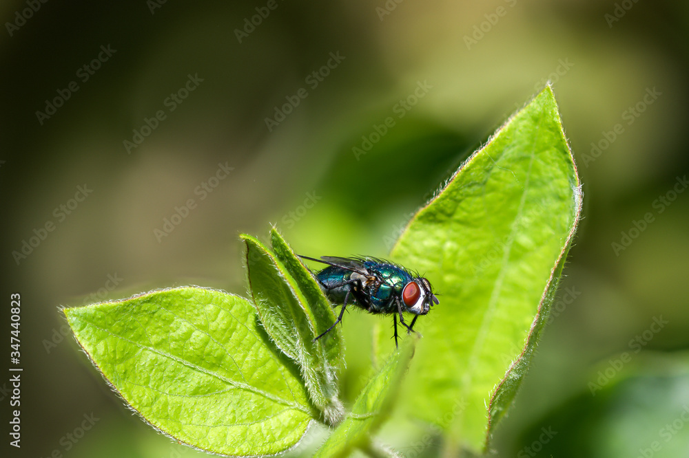 Close up of greenbottle fly on a leaf Close up of greenbottle fly on a leaf