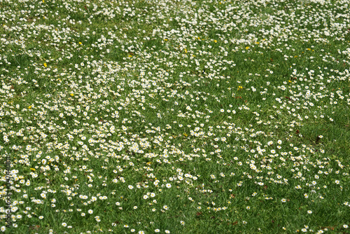 green grass background. texture