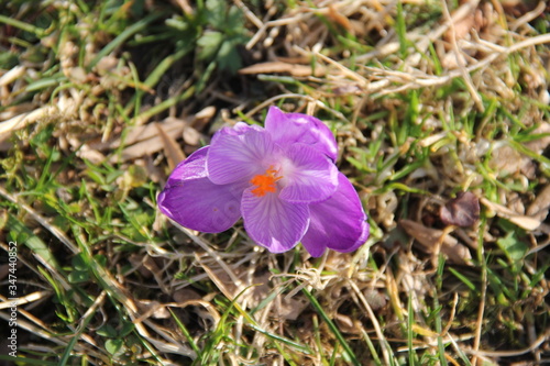 Der Krokus erwacht