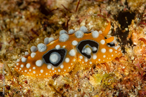 sea slug nudibranch ocellated phyllidia