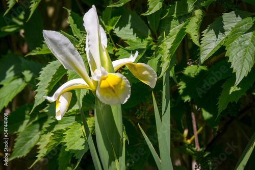 Photos Iris Snow Queen
