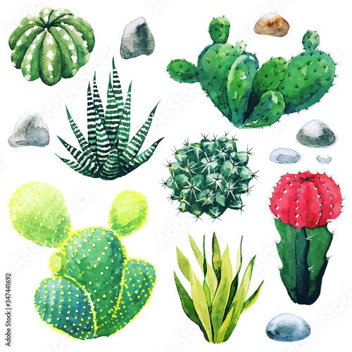 Watercolor set of cactus plants and succulents