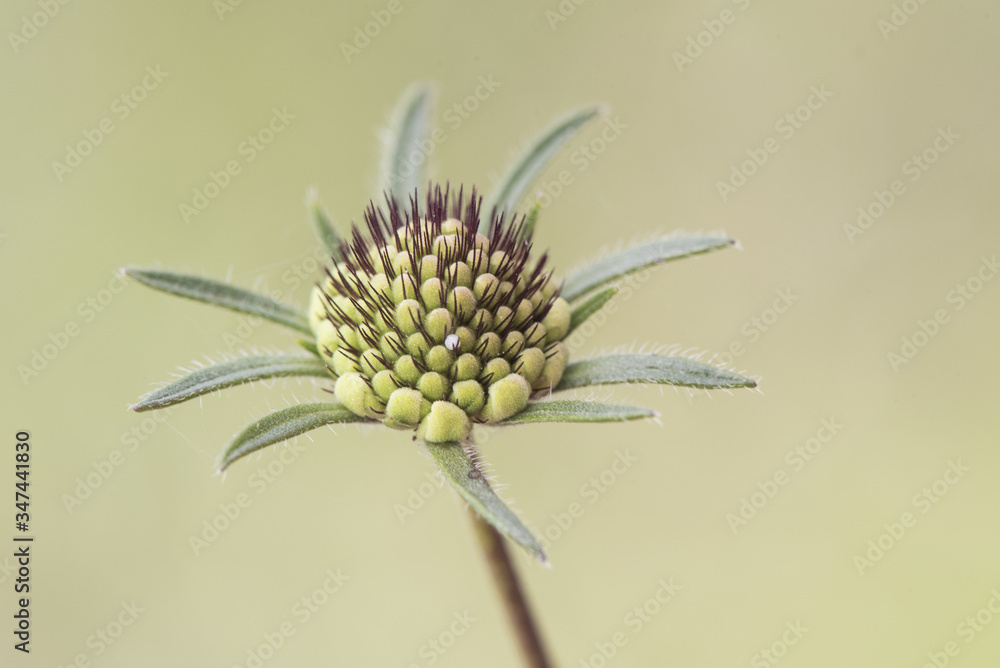 Scabiosa atropurpurea Pincushion Flower plant with beautiful purple and white flowers with purple stamens on delicate green background Scabiosa atropurpurea Pincushion Flower plant with beautiful purple and white flowers with purple stamens on delicate green background