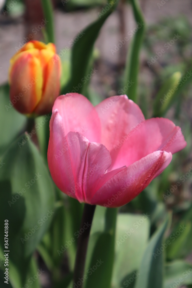 Pink tulip flower in the garden.
