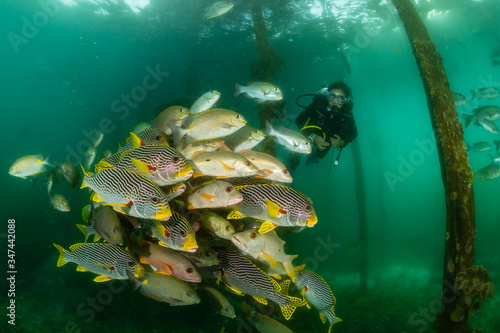 diagonal-banded sweetlips with vermiculate rabbitfish and onespot snapper with woman diver photo