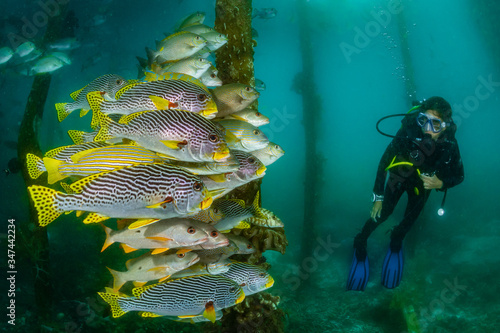 diagonal-banded sweetlips with vermiculate rabbitfish and onespot snapper with woman diver photo