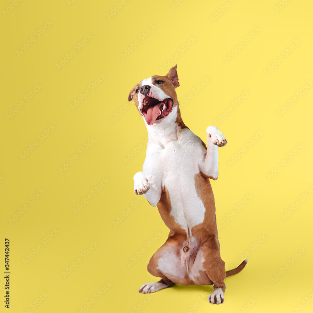 Big sales happy dog