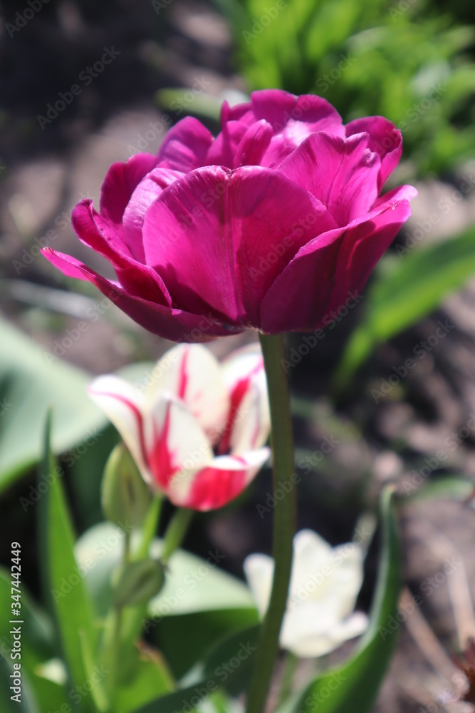 Obraz premium Purple terry tulip in the garden